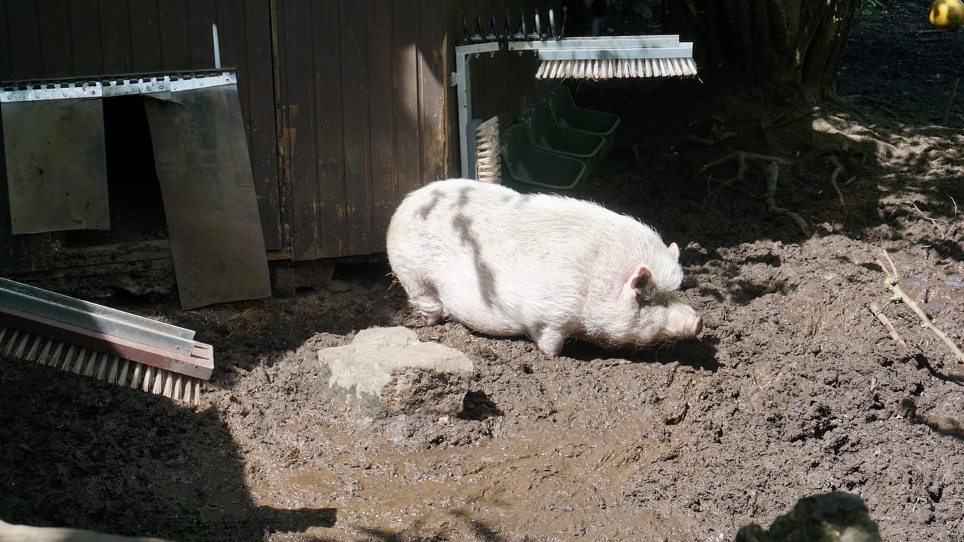 Das Schwein Lotte: Auch Tiere, die vom Schlachter gerettet wurden, leben auf dem Gnadenhof in Oranienburg.