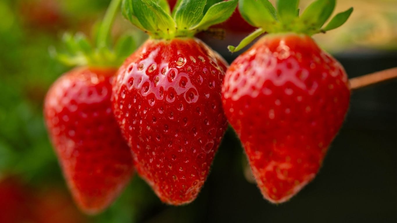 Regionalität: Die Erdbeeren werden ausschließlich in Deutschland angebaut.