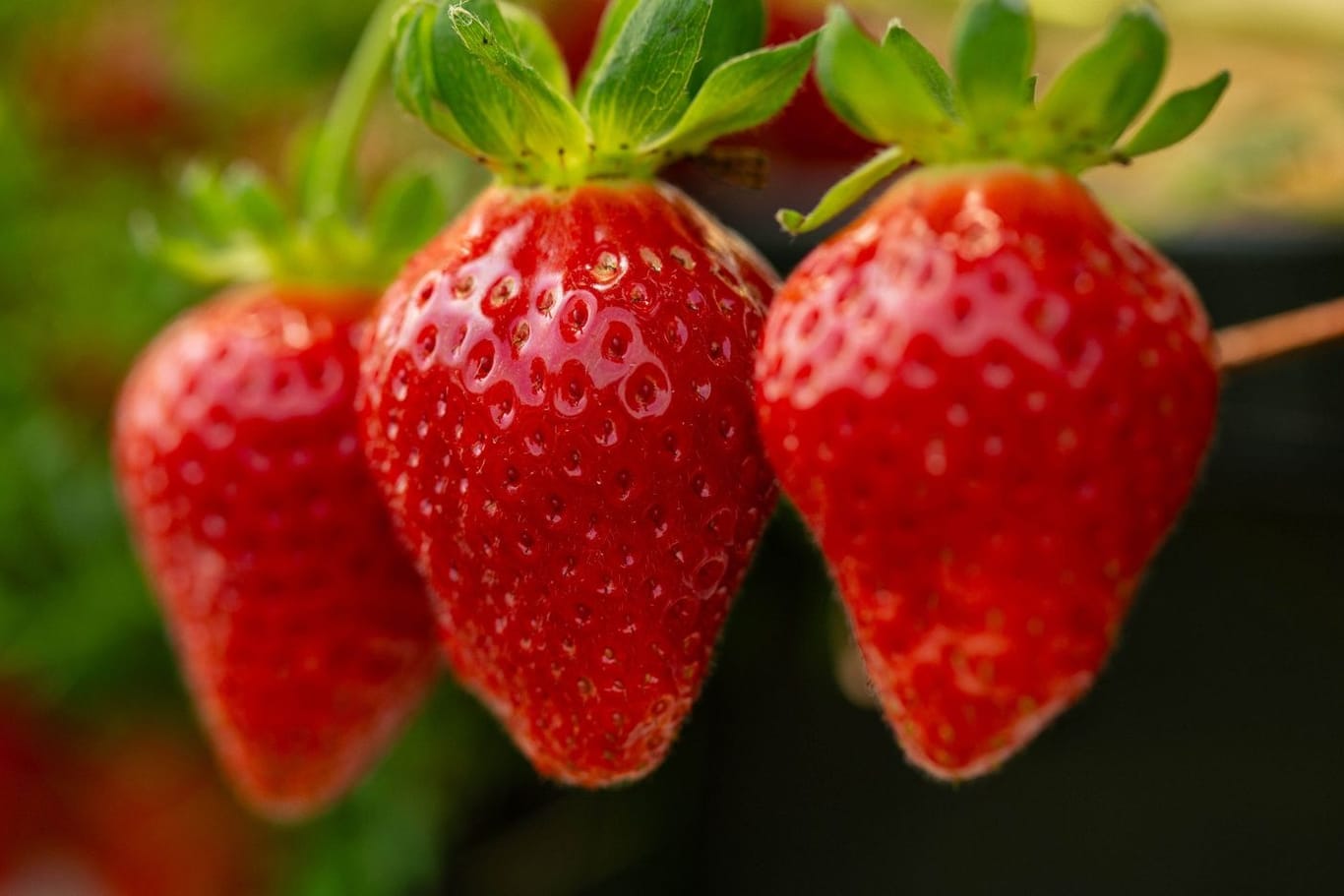 Regionalität: Die Erdbeeren werden ausschließlich in Deutschland angebaut.