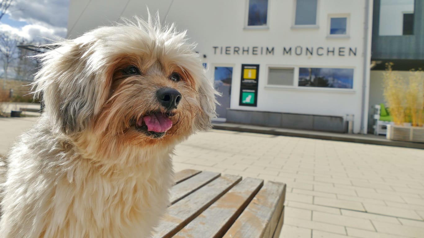 In seiner Jahrespressekonferenz stellt das Tierheim München neben Zahlen und Fakten auch tierische Bewohner vor.