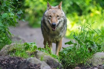 Ein Wolf im Wildpark Lüneburger Heide (Symbolbild): Auf der Nordseeinsel Norderney wurde eines der Raubtiere gesichert.