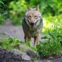 Norderney: Wolf erneut auf Ferieninsel gesichtet
