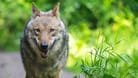 Ein Wolf im Wildpark Lüneburger Heide (Symbolbild): Auf der Nordseeinsel Norderney wurde eines der Raubtiere gesichert.