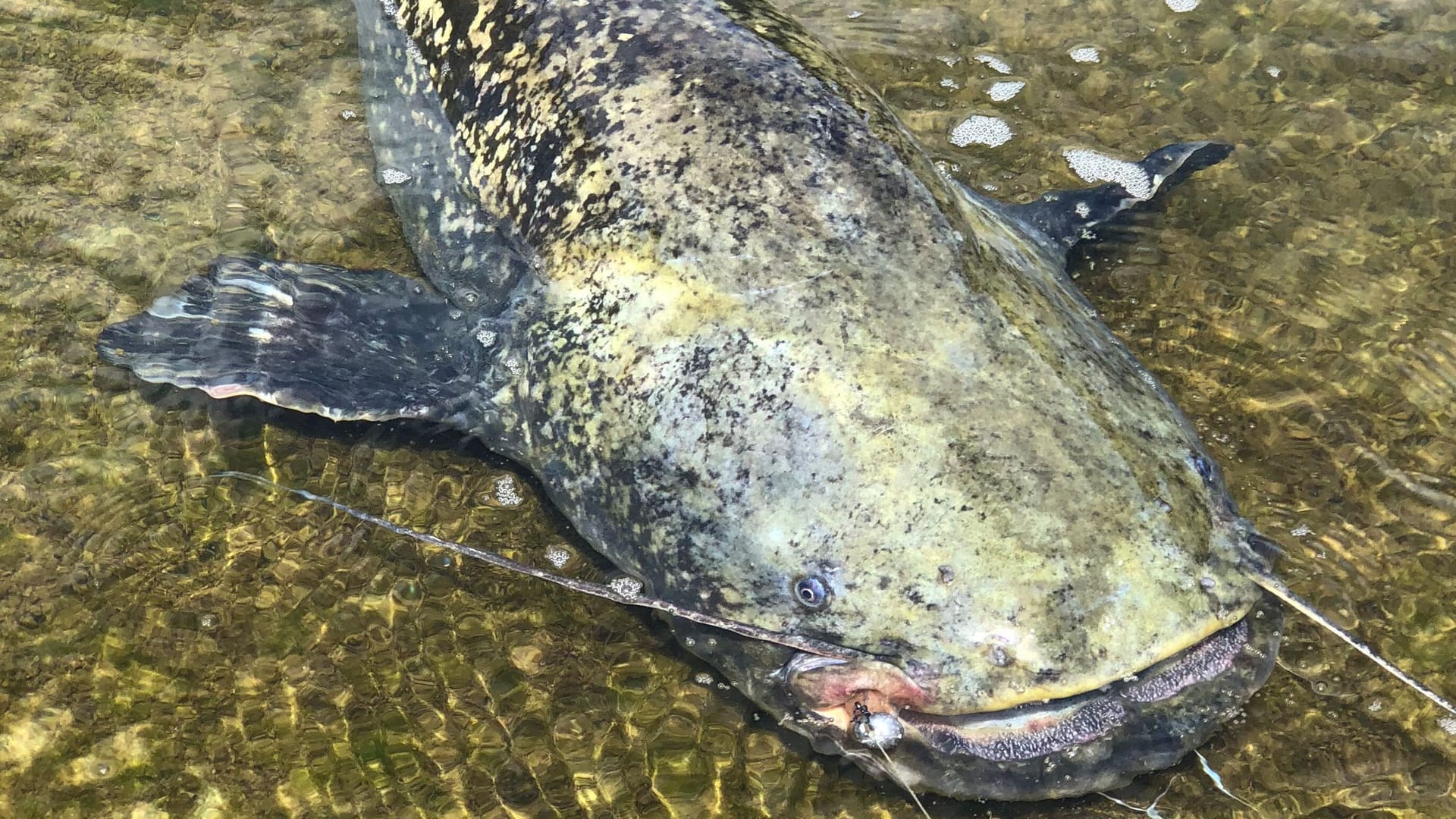 Wels (Symbolbild): Die Tiere können bis zu 2,50 Meter lang werden.