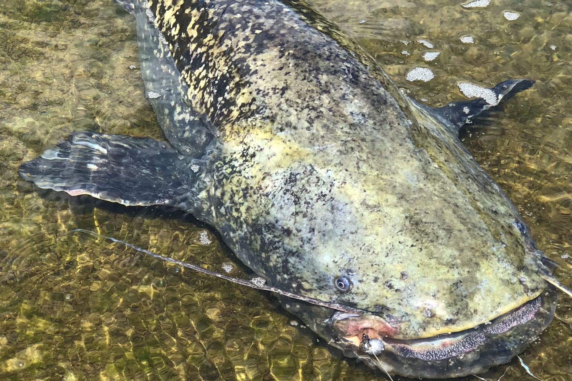 Wels (Symbolbild): Die Tiere können bis zu 2,50 Meter lang werden.