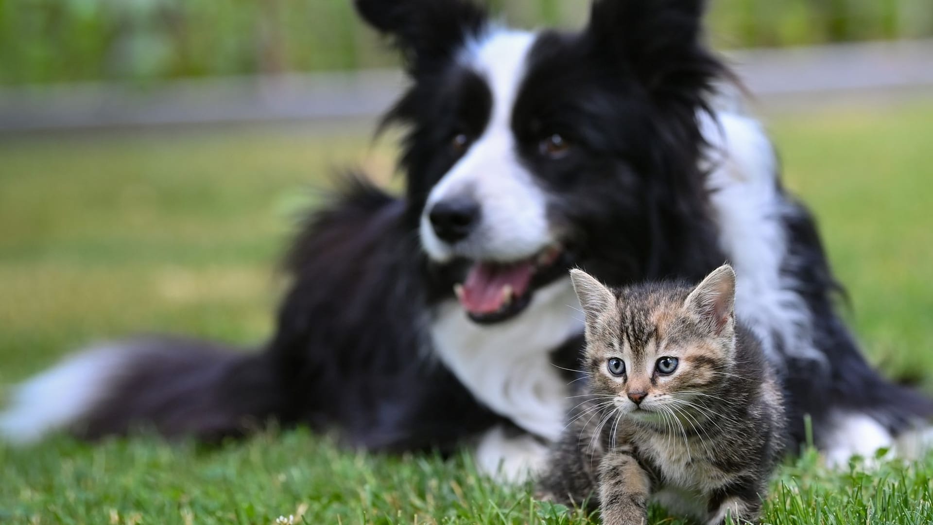 Hund und Kätzchen Hund und Kätzchen