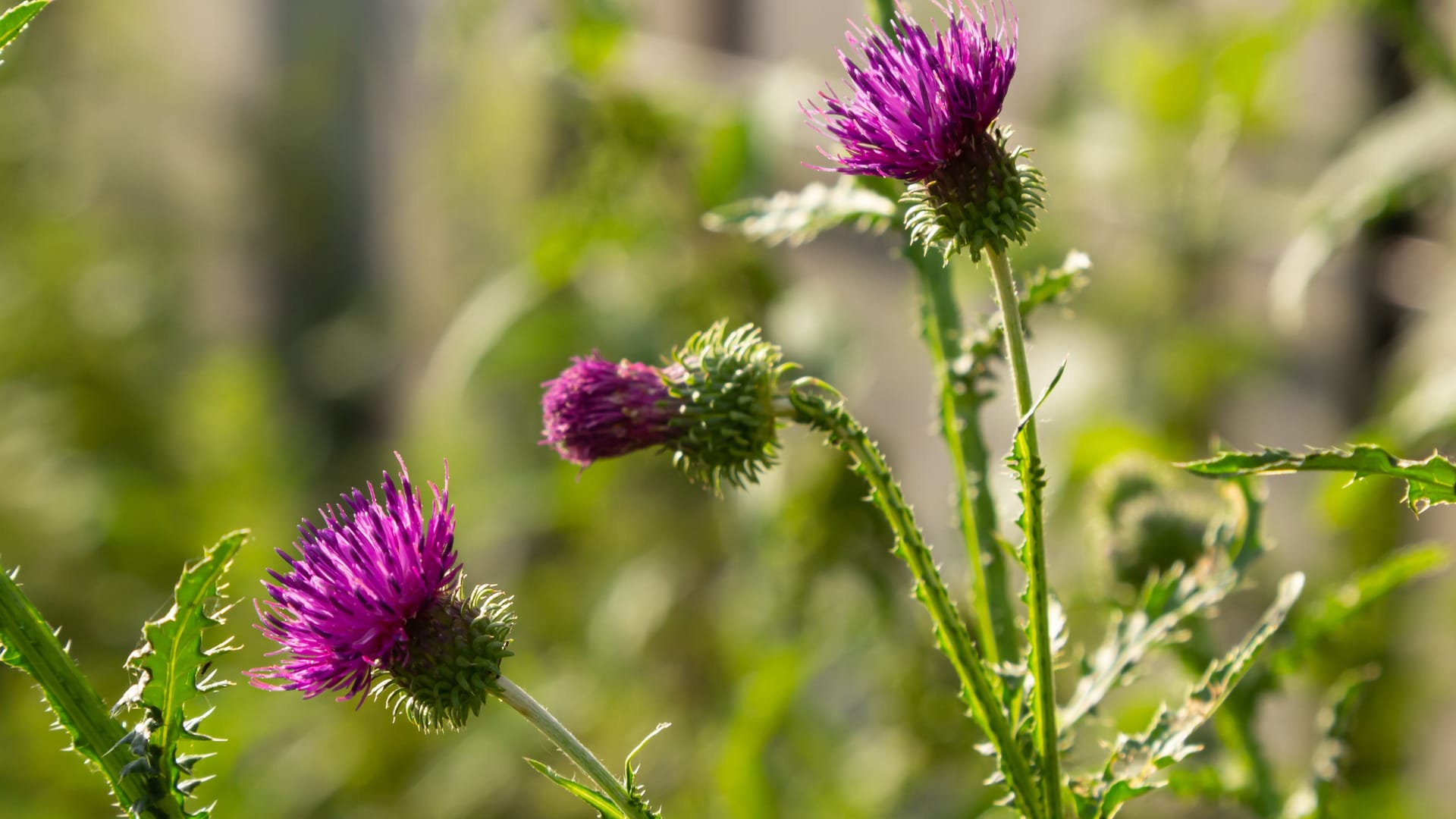Flowering creeping thistle Cirsium arvense, also Canada thistle or field thistle. The creeping thistle is considered a noxious weed in many countries