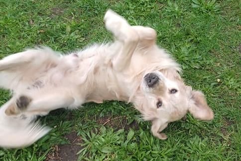 Golden Retriever Berti: Das Tierheim Elmshorn sucht für den Hund ein neues Zuhause.