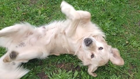 Golden Retriever Berti: Das Tierheim Elmshorn sucht für den Hund ein neues Zuhause.