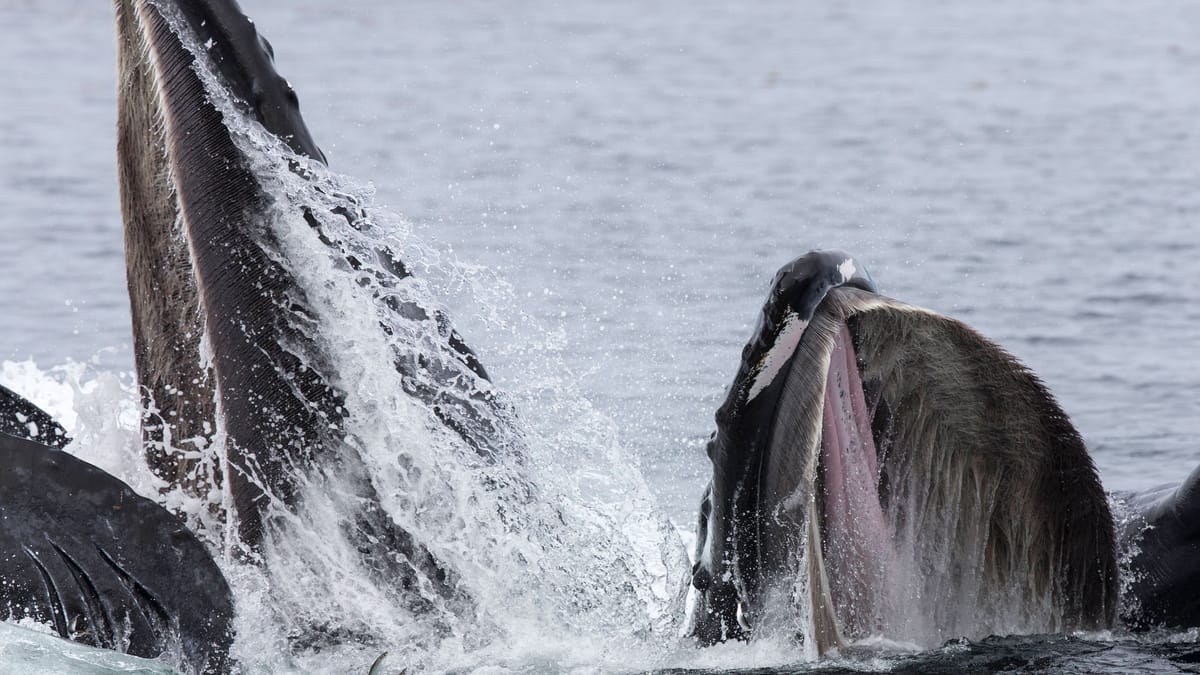 Chile: Humpback whale swallows kayaker