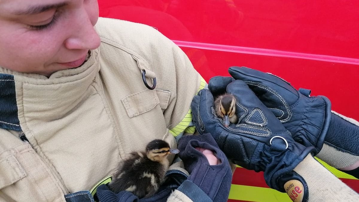 Gerettete Küken: Zwei kleine Enten flohen aus Angst zunächst tiefer in den Kanal.