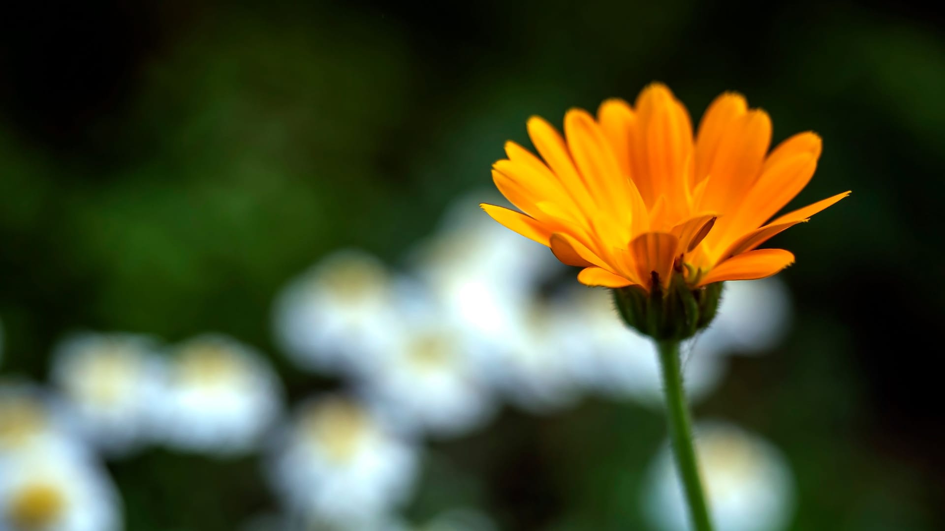calendula flower illuminated by the morning sun in the garden