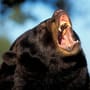 Kalifornien: Schwarzbär tötet 71-Jährige in ihrem Haus