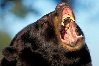 Amerikanischer Schwarzbär (Symbolbild): Es ist der erste tödliche Angriff in Kalifornien.