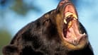 Amerikanischer Schwarzbär (Symbolbild): Es ist der erste tödliche Angriff in Kalifornien.