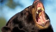 Kalifornien: Schwarzbär tötet 71-Jährige in ihrem Haus