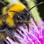 Insektensterben in Niedersachsen und Bremen alarmiert Experten