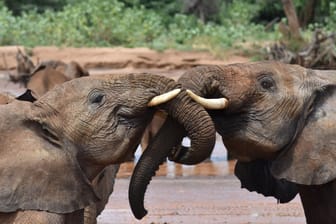 Afrikanische Elefanten