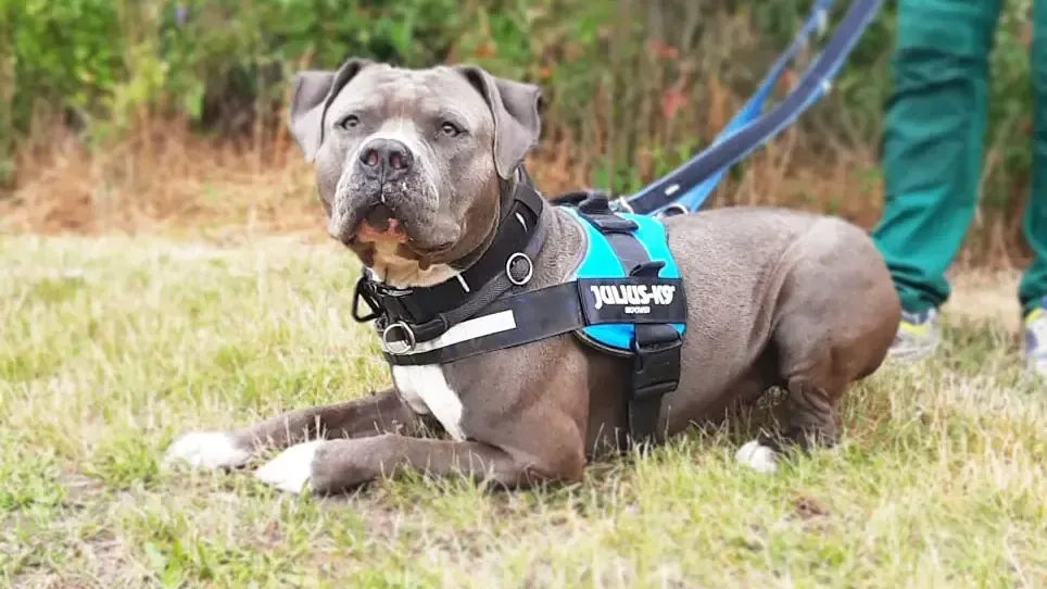 Der Hund Aslan im Tierheim Berlin