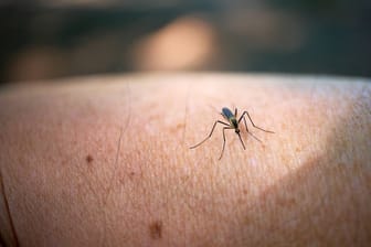 Stechmücken: Experten warnen vor steigender Gefahr übertragbarer Krankheiten.