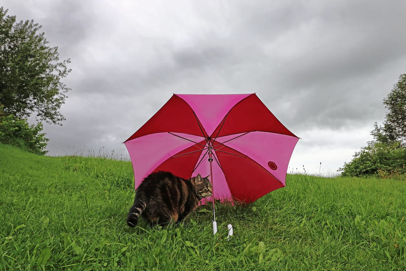 Eine Katze sitzt bei regnerischem Wetter unter einem Regenschirm (Symbolbild): Am Dienstag wird das Wetter in Niedersachsen ungemütlich.