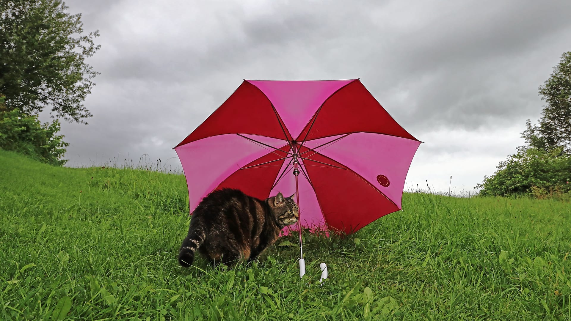 Eine Katze sitzt bei regnerischem Wetter unter einem Regenschirm (Symbolbild): Am Dienstag wird das Wetter in Niedersachsen ungemütlich.