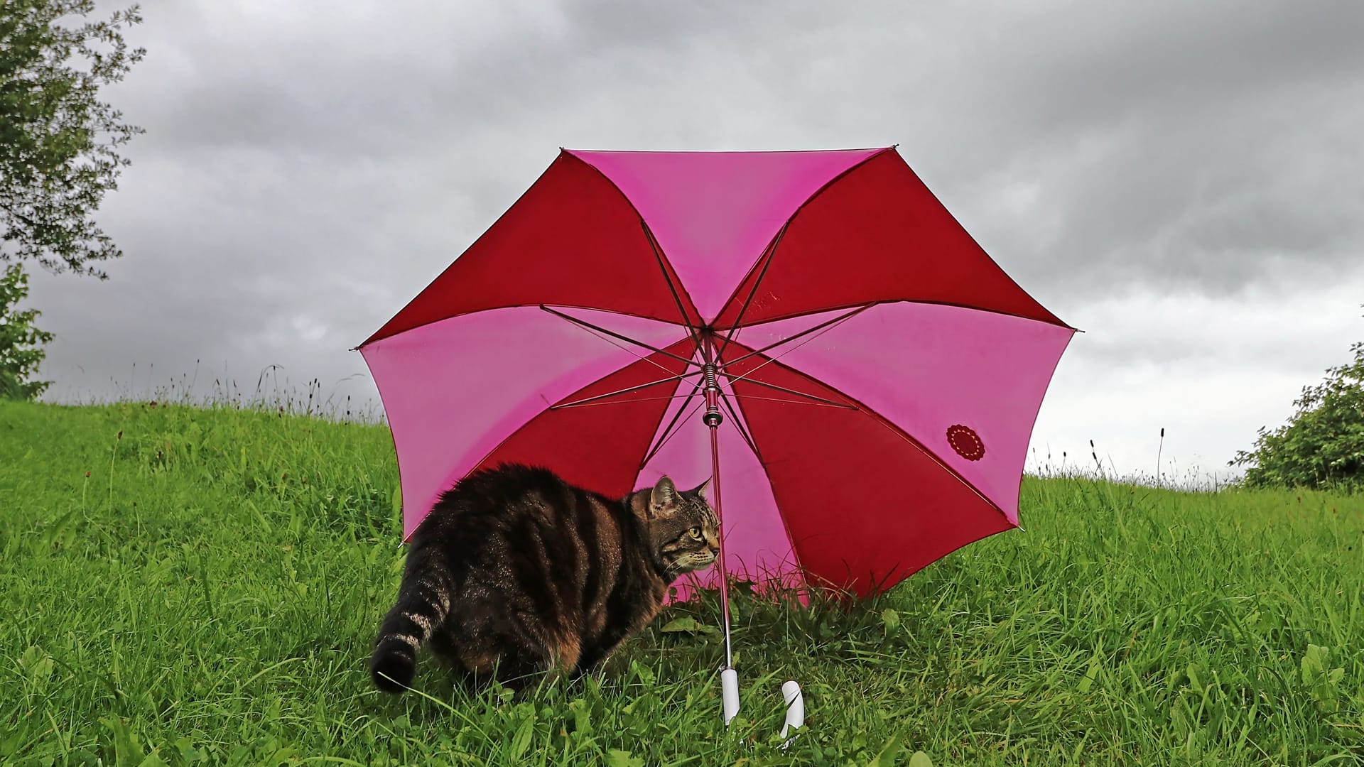 Eine Katze sitzt bei regnerischem Wetter unter einem Regenschirm (Symbolbild): Am Dienstag wird das Wetter in Niedersachsen ungemütlich. Eine Katze sitzt bei regnerischem Wetter unter einem Regenschirm (Symbolbild): Am Dienstag wird das Wetter in Niedersachsen ungemütlich.