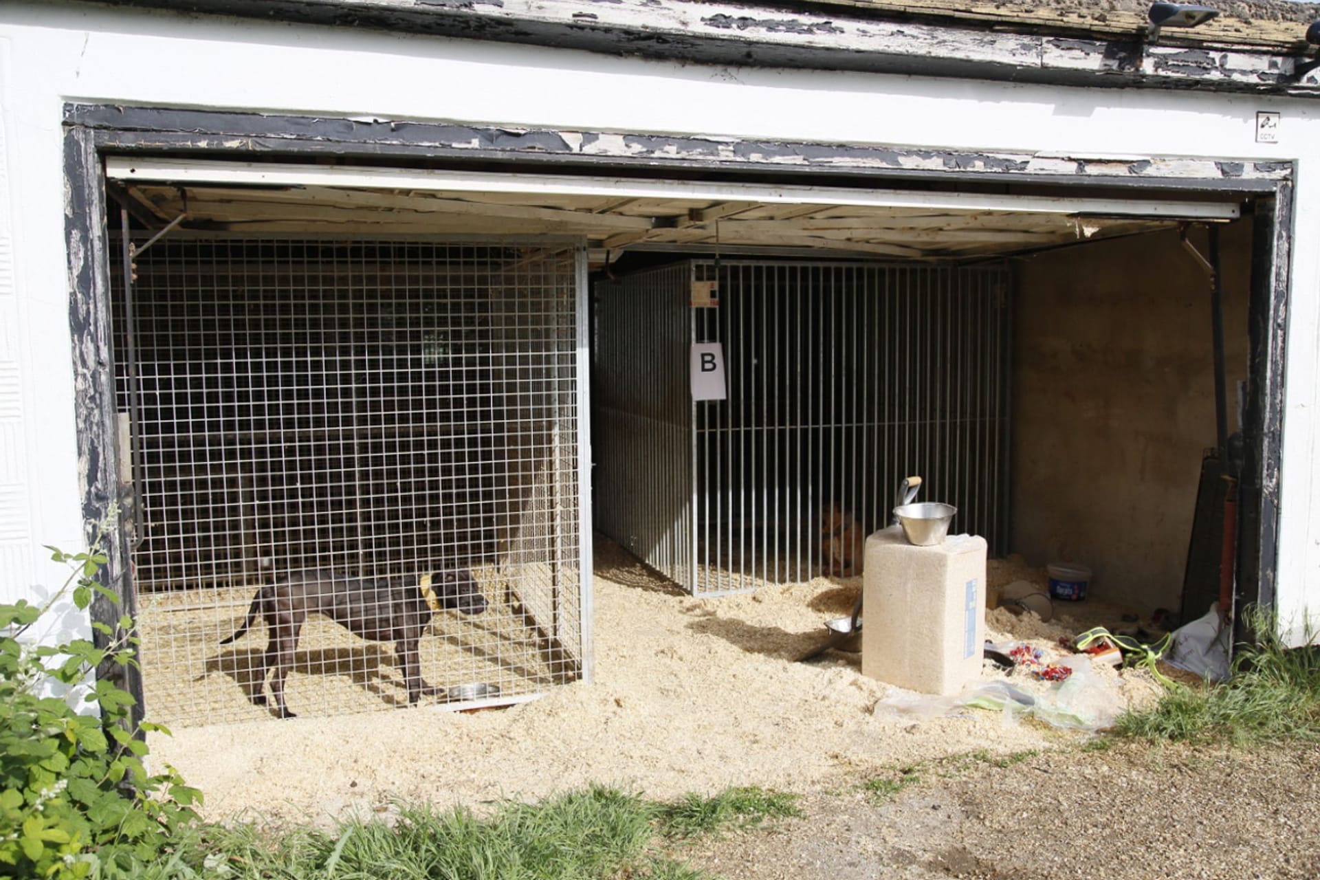 Haftstrafen für Mitglieder von Hundekampf-Ring in Großbritannien
