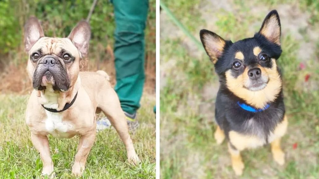 Das Berliner Tierheim hat Neuzugänge: Baron, Jacky und Simba suchen ein neues Zuhause.