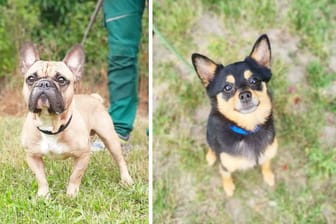 Das Berliner Tierheim hat Neuzugänge: Baron, Jacky und Simba suchen ein neues Zuhause.