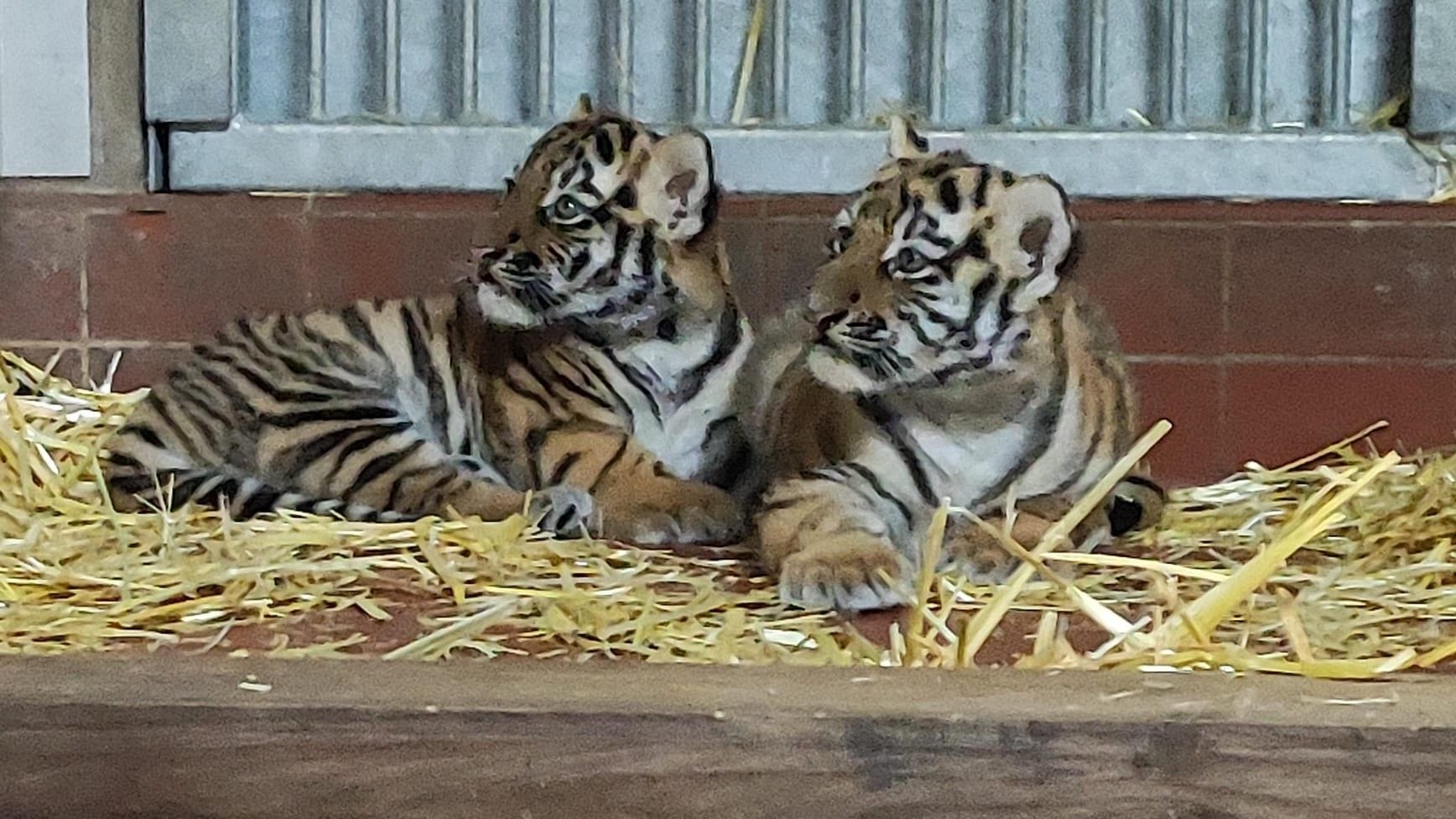 Tigernachwuchs im Kölner Zoo: Mama Katinka kam für die Geburt der beiden aus Nürnberg.