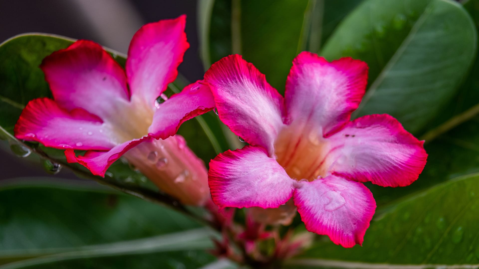 Die Wüstenrose überzeugt mit ihren Farben.