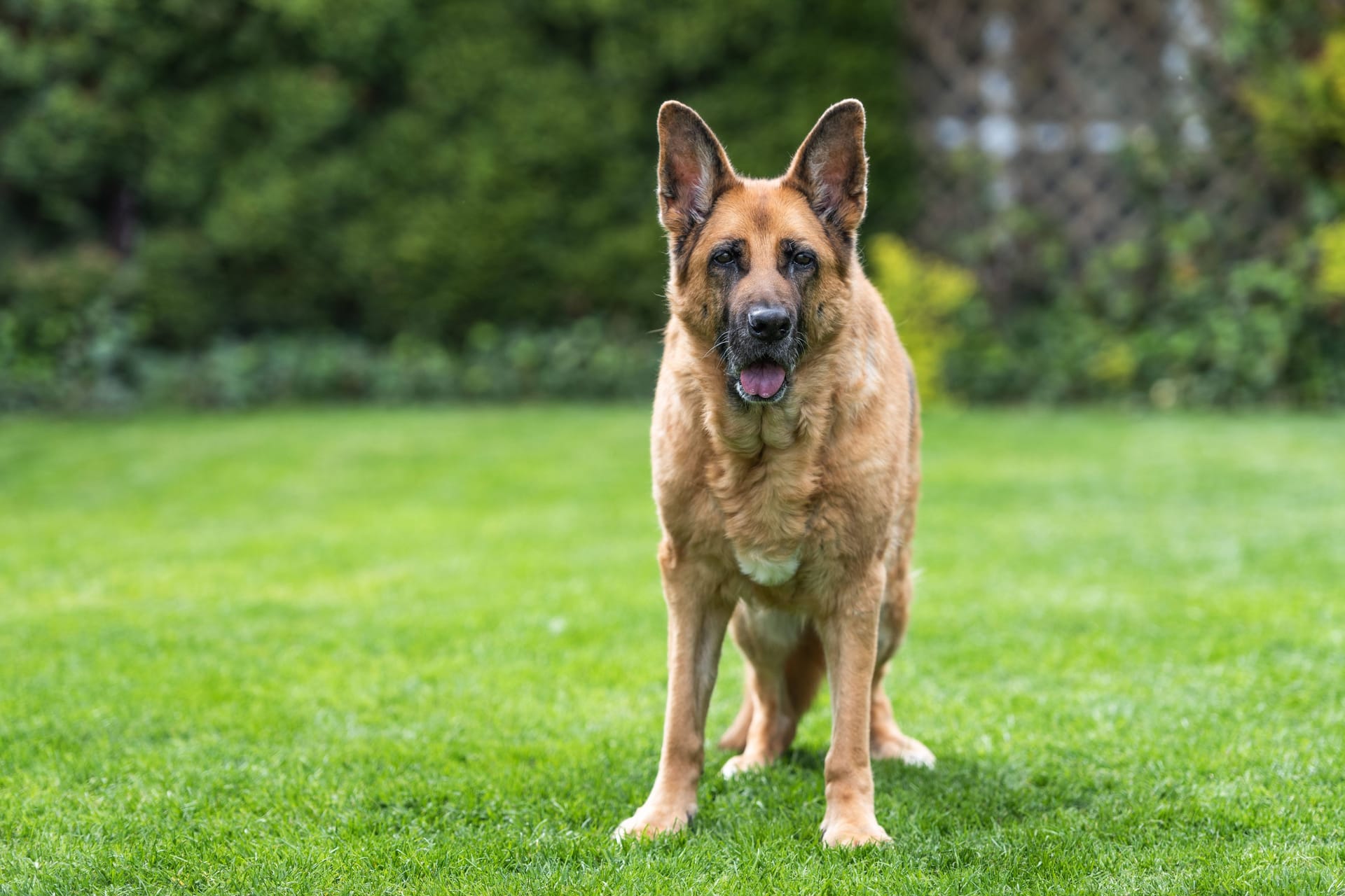 Ein Schäferhund (Symbolbild): Das Tier konnte nach dem Vorfall beruhigt werden.