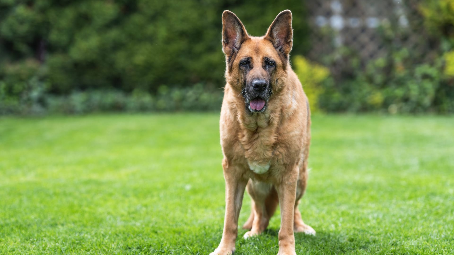 Ein Schäferhund (Symbolbild): Das Tier konnte nach dem Vorfall beruhigt werden.