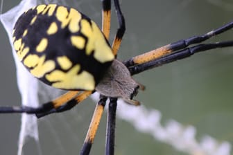 Die Jorō-Gumo-Spinne wird handtellergroß. Ihre Netze haben Spannweiten von drei Metern.