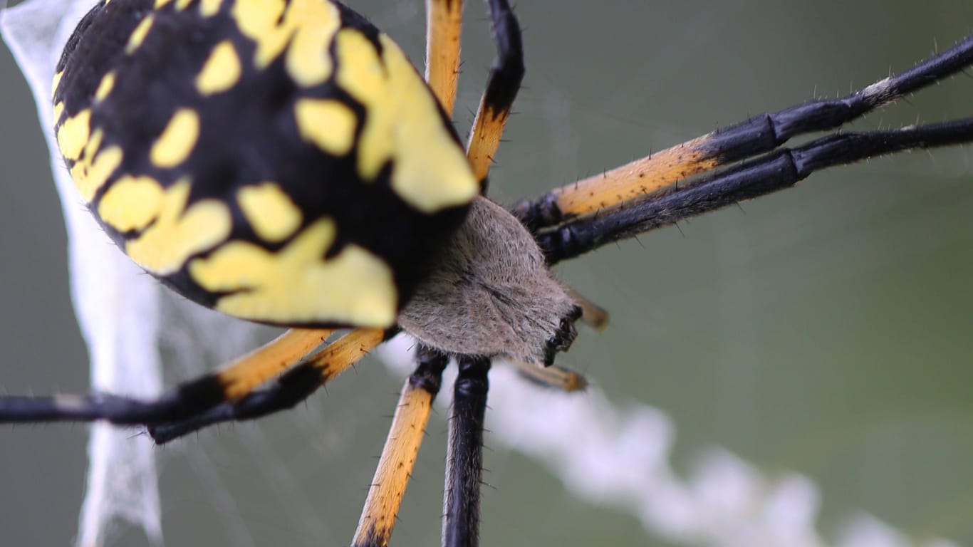 Die Jorō-Gumo-Spinne wird handtellergroß. Ihre Netze haben Spannweiten von drei Metern.