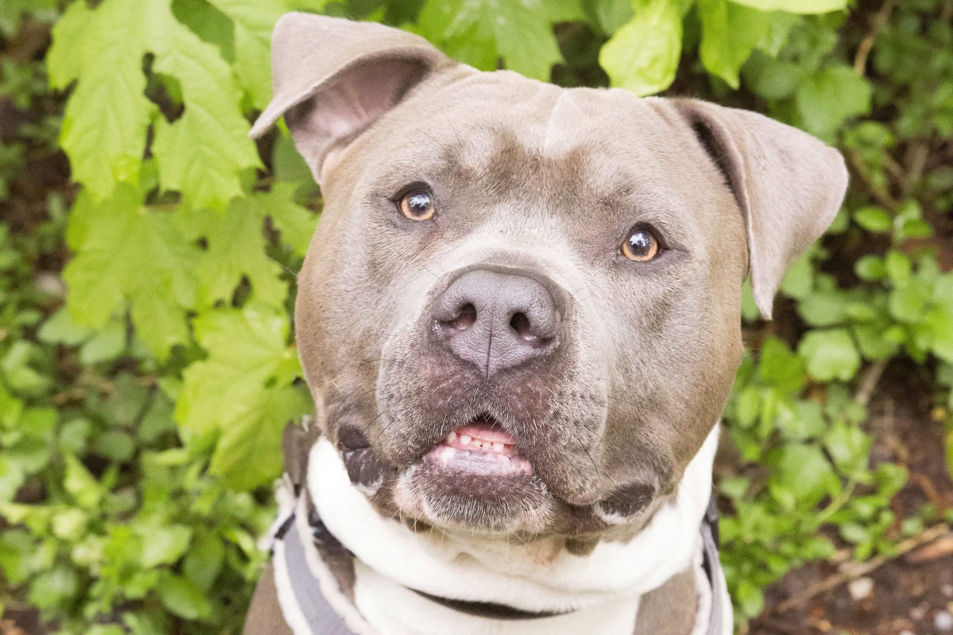 Der American Staffordshire Terrier Ace aus dem Münchner Tierheim sucht ein Zuhause außerhalb Bayerns.