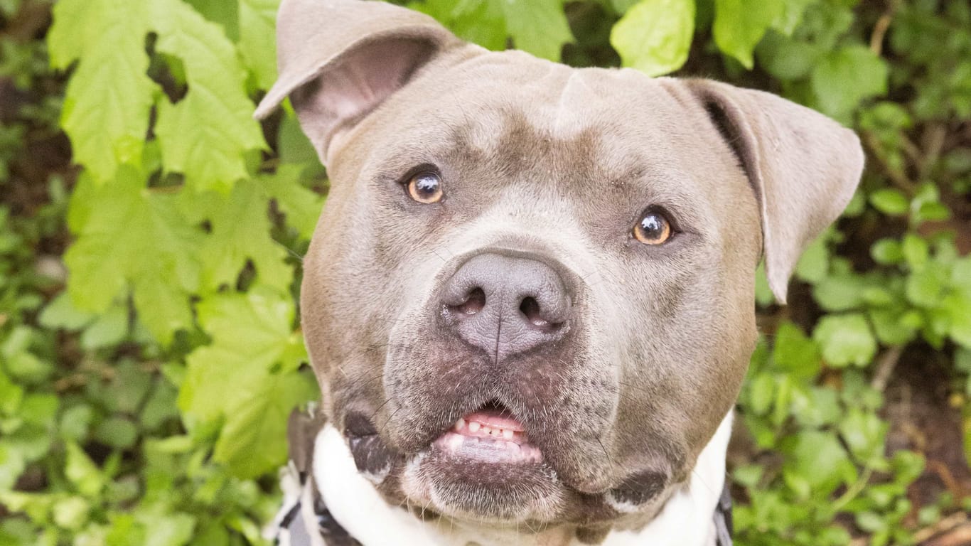 Der American Staffordshire Terrier Ace aus dem Münchner Tierheim sucht ein Zuhause außerhalb Bayerns.