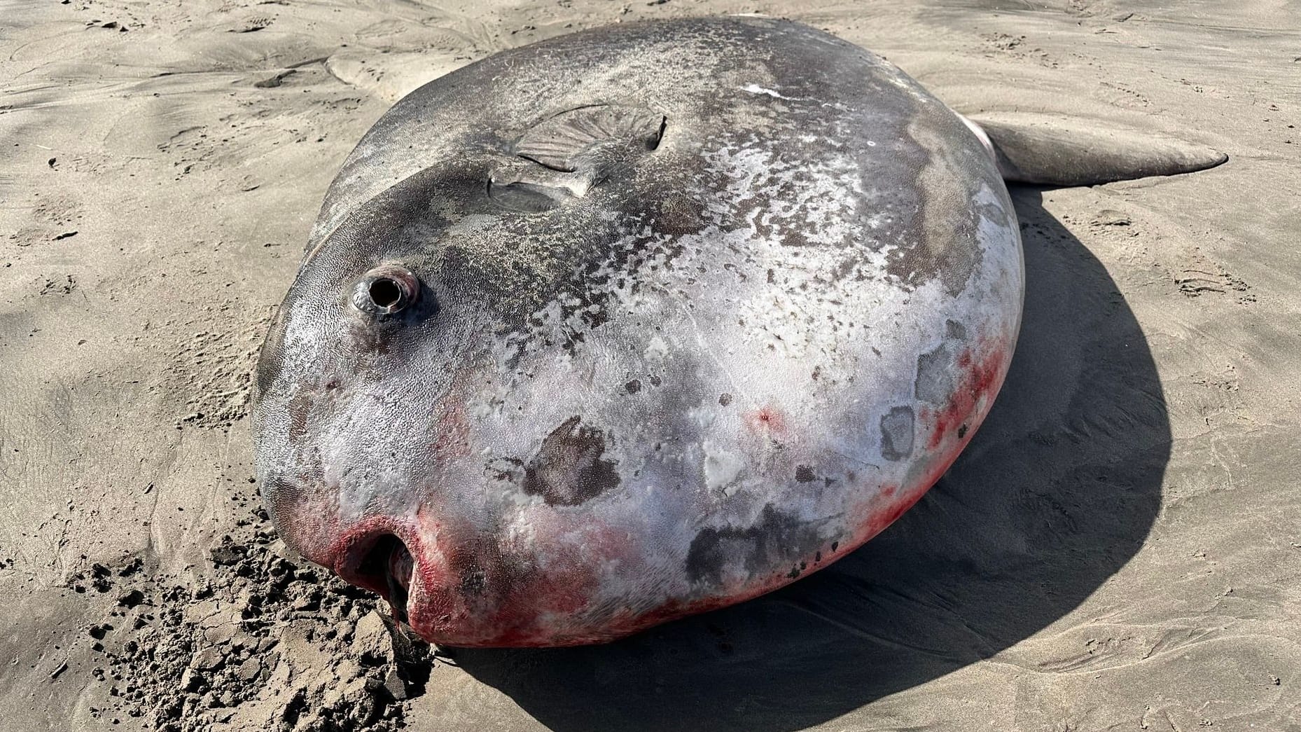 Dieser Mondfisch wurde angeschwemmt am Strand von Gearhart in Oregon gefunden.