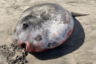 Dieser Mondfisch wurde angeschwemmt am Strand von Gearhart in Oregon gefunden.