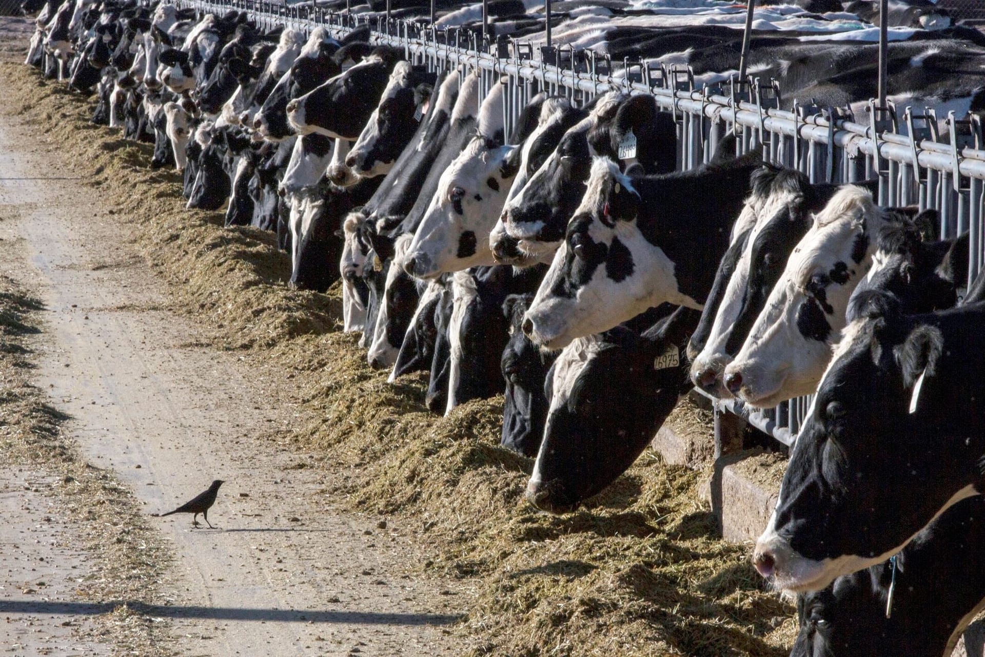 Vogelgrippe bei Milchkühen