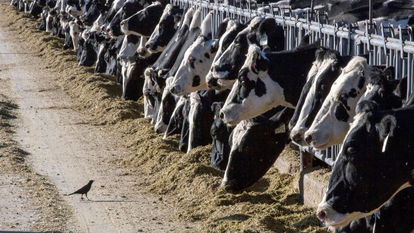 Vogelgrippe bei Milchkühen