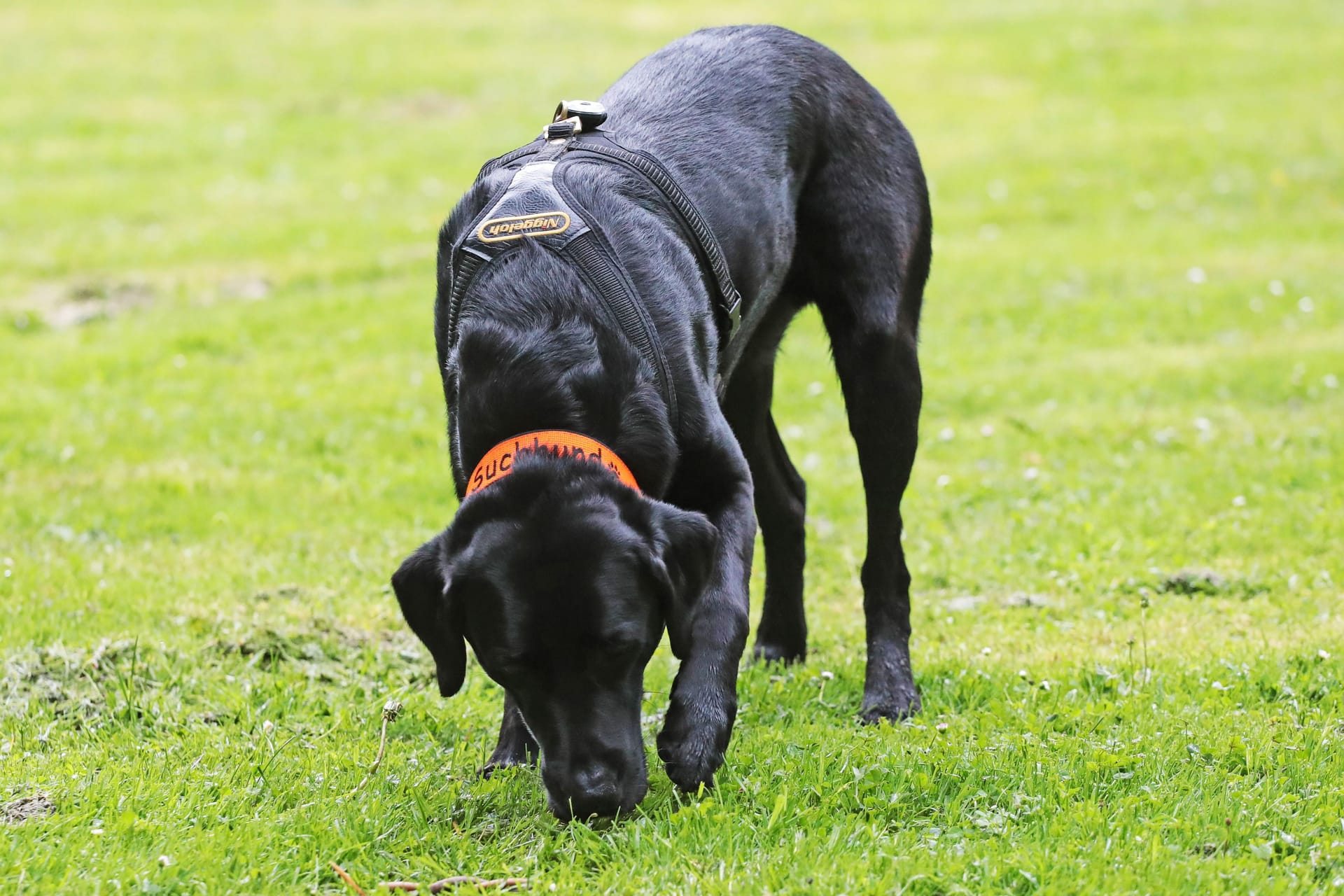 Ein Hund schnüffelt im Gras (Symbolfoto): Hundehalter in Bremerhaven sollen besonders aufpassen.