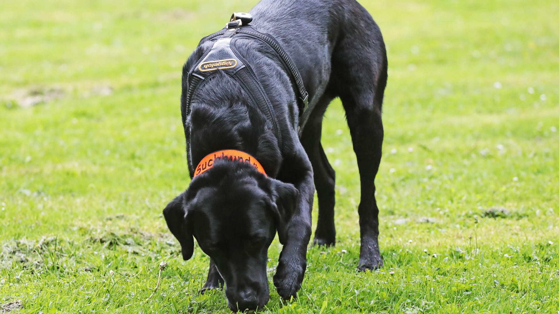 Ein Hund schnüffelt im Gras (Symbolfoto): Hundehalter in Bremerhaven sollen besonders aufpassen.