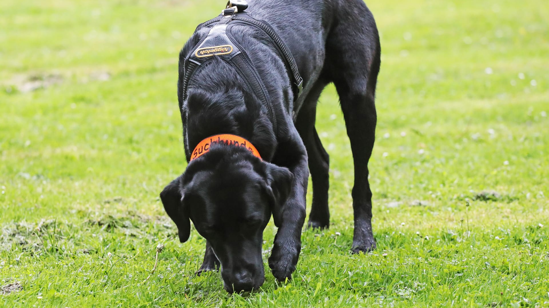 Ein Hund schnüffelt im Gras (Symbolfoto): Hundehalter in Bremerhaven sollen besonders aufpassen.