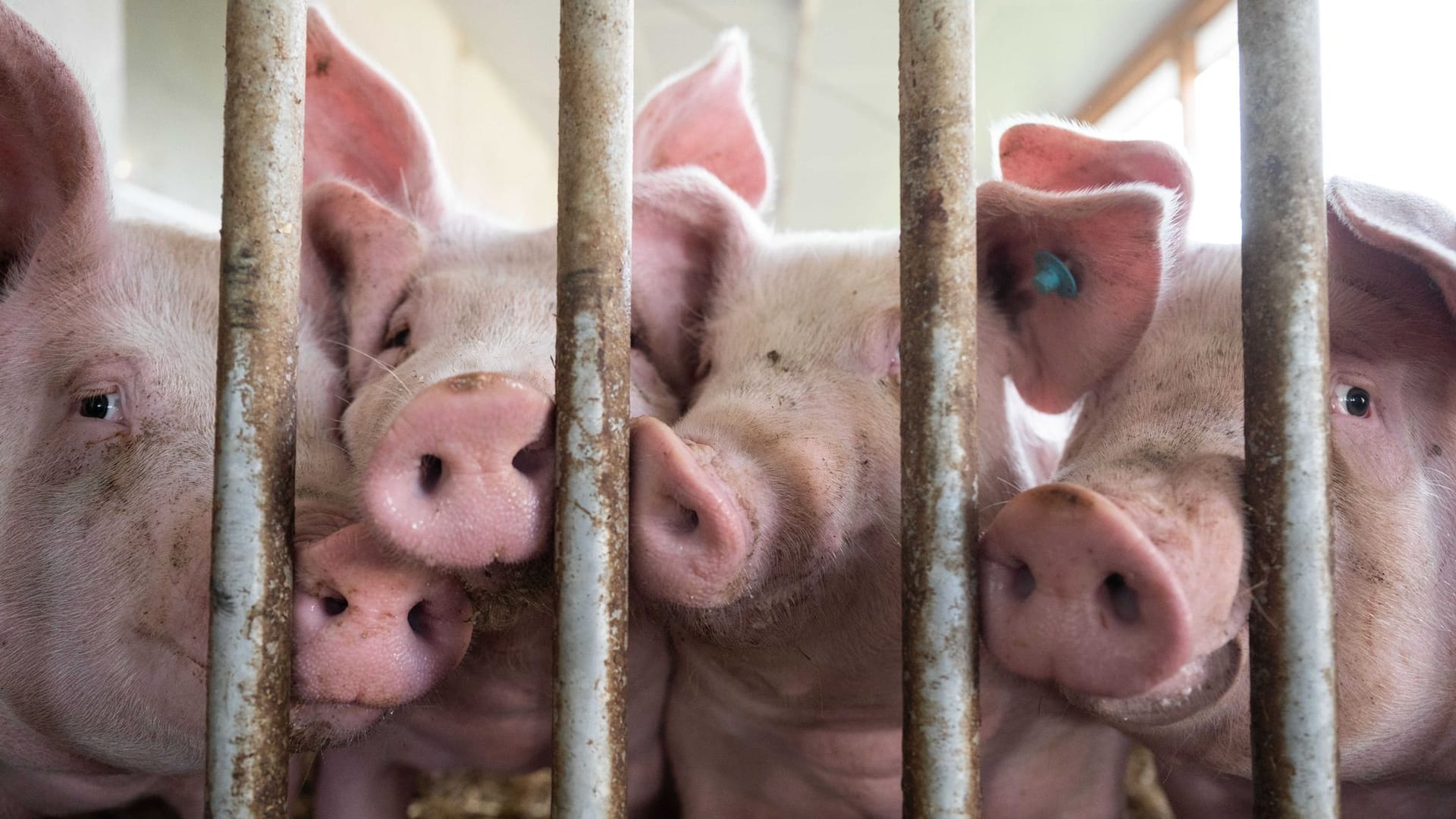 Schweine Schweine