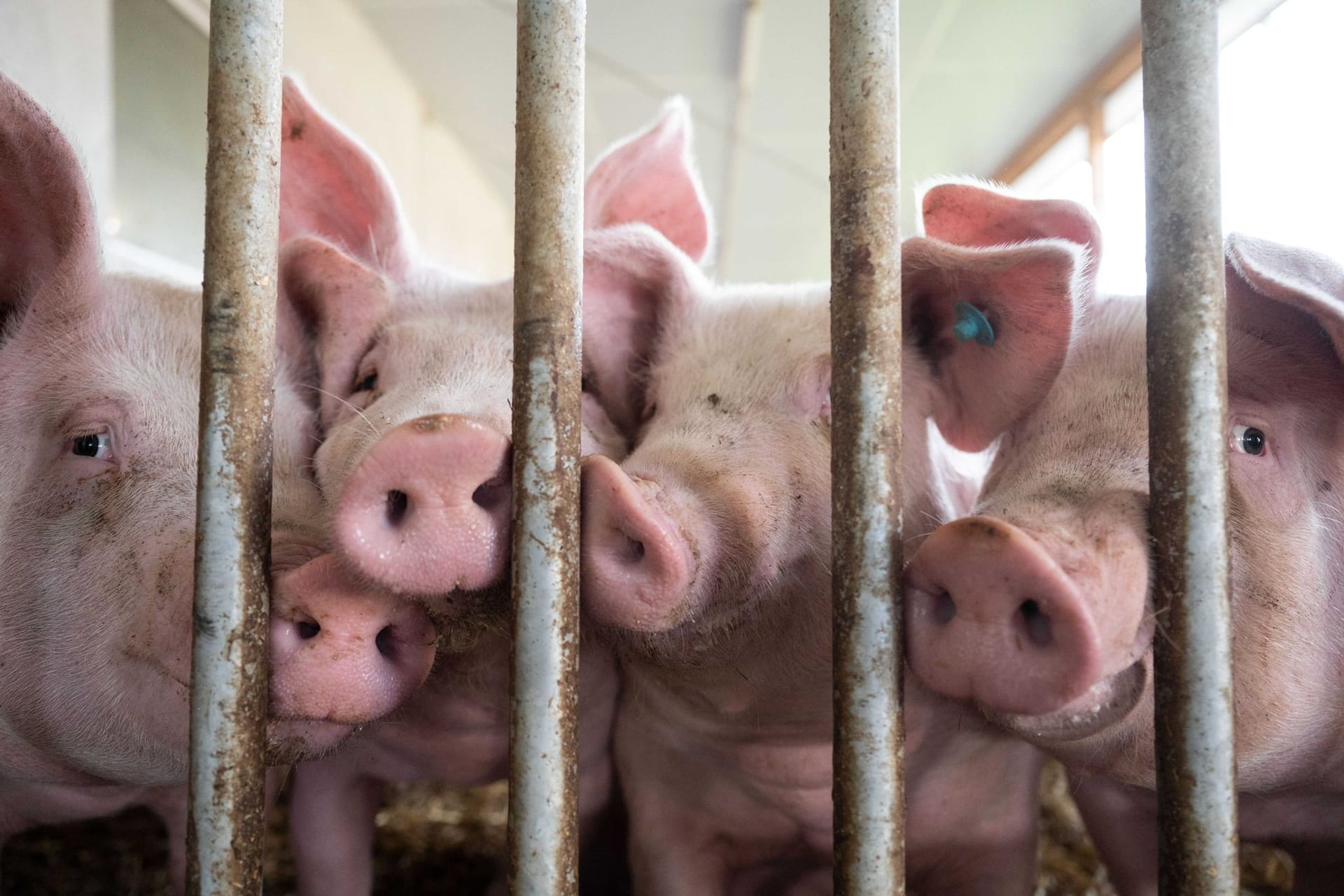 Schweine Schweine