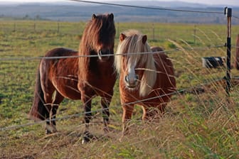 Ponys stehen auf einer Koppel (Symbolbild): Zwei Tiere überlebten den Unfall nicht.