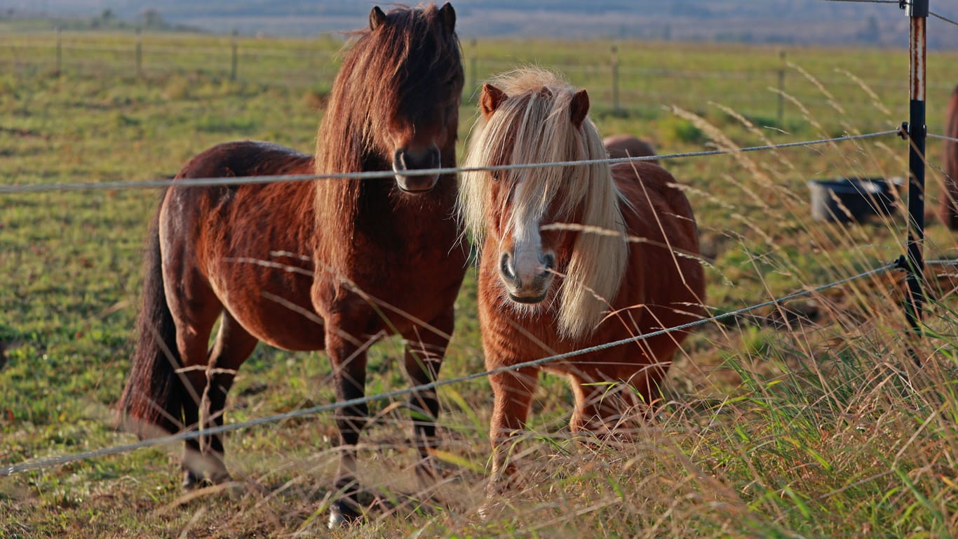 Ponys stehen auf einer Koppel (Symbolbild): Zwei Tiere überlebten den Unfall nicht.