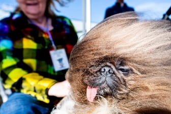 Wild Thang ruht sich vor dem Wettbewerb zum "Hässlichsten Hund der Welt" auf der Sonoma-Marin Fair in Petaluma, Kalifornien, aus.